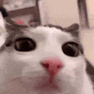 owo
